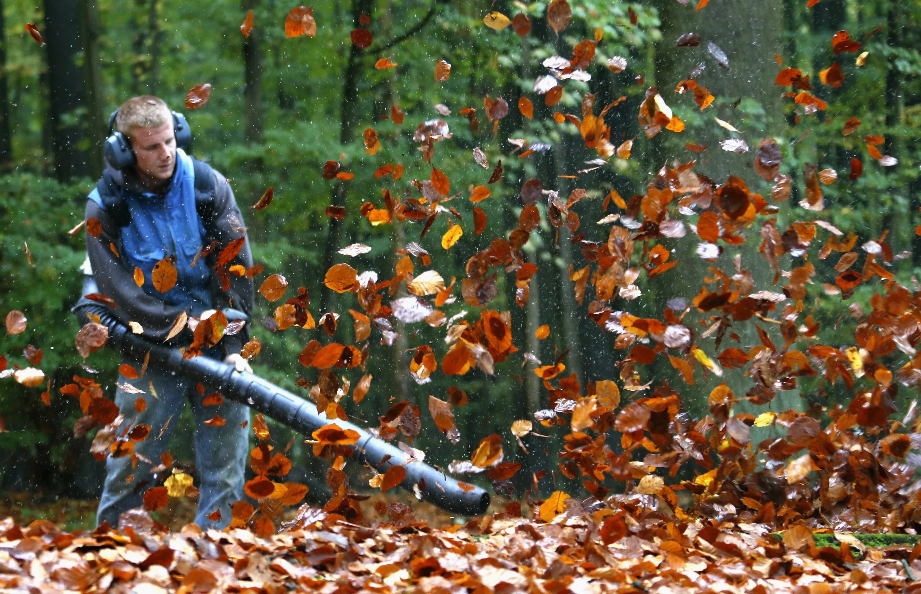 Листва дув. Обои стволы деревьев. Дерево плюща крупный план. Листва дув. Black and decker садовый пылесос.