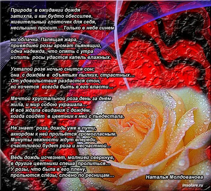 Текст розочка. Стихи. Стих про розу. Красивые стихи о цветах розах. Стих про розу цветок.
