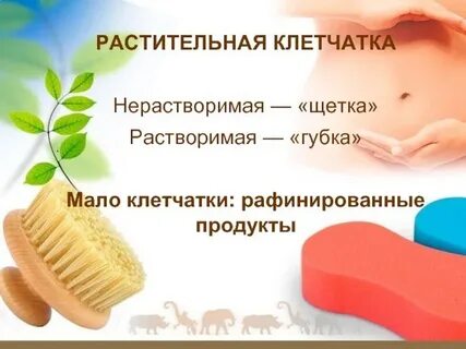 Какую функцию в организме выполняет клетчатка