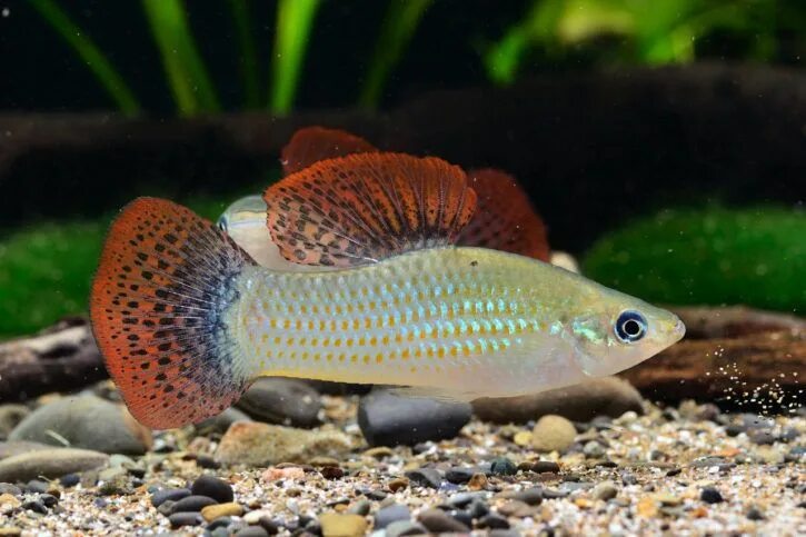 Пецилия в ассортименте (Xiphophorus maculatus) - Живая планета