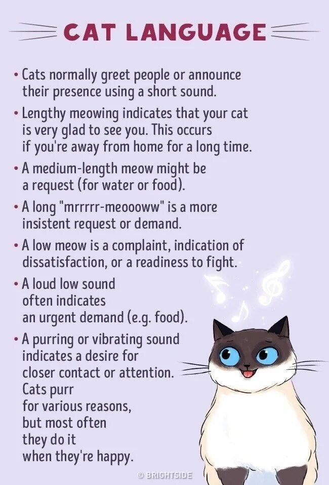 Love for cat quotes. Кошачий язык переводчик. Кошки люди вместе. Инфографика собаки. Cat people перевод.