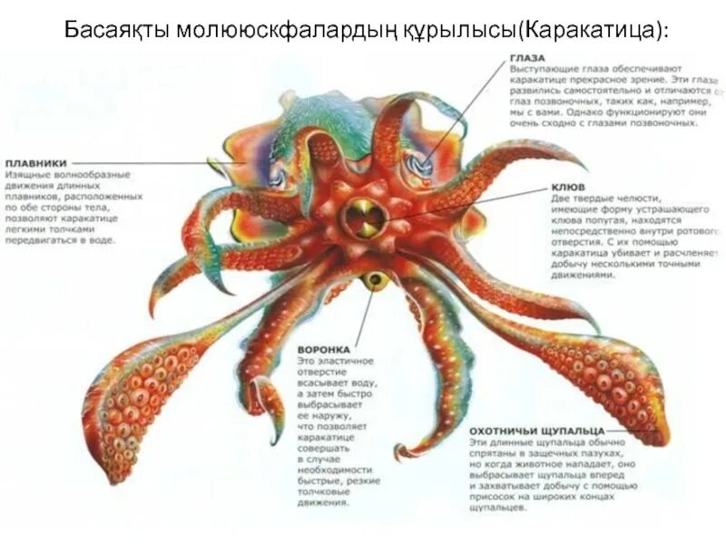 Класс головоногие симметрия. Строение головоногих моллюсков. внутреннее строение головоногих. головоногие моллюски внешнее строение. каракатица строение.
