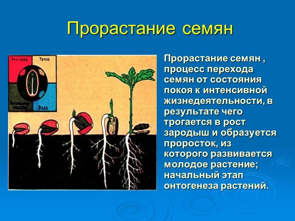 С чего начинается прорастание семени и почему. Процесс прорастания семян 6 класс. Семя условия прорастания семян 6 класс. Процесс прорастания семян 6 класс биология. Доклад на тему прорастание семян.