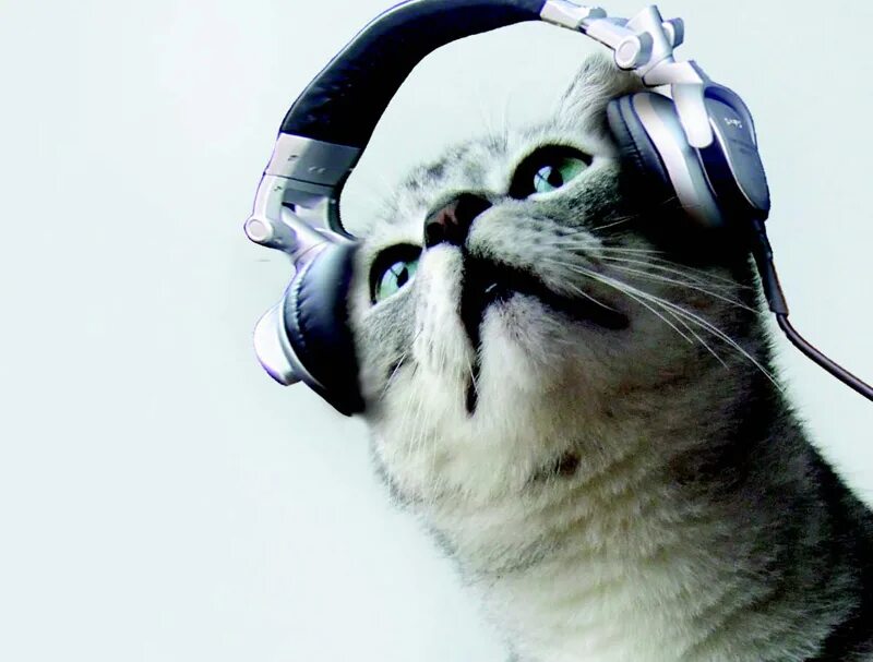 музыкальный кот. крутой кот. животные с наушниками. наушники. картинки котиков в наушниках.