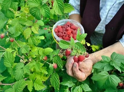 Сегодня движ малина