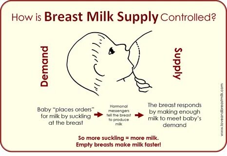 Milk supply: How does it work? 