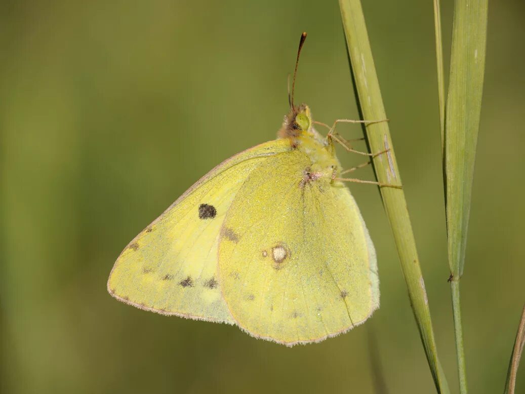 Крапивница желтушка. Желтушка Луговая. Бабочка желтушка. COLIAS hyale. Желтушка шафранная бабочка.