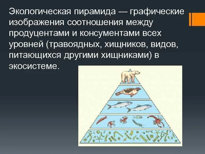 Соотношение продуцентов и консументов