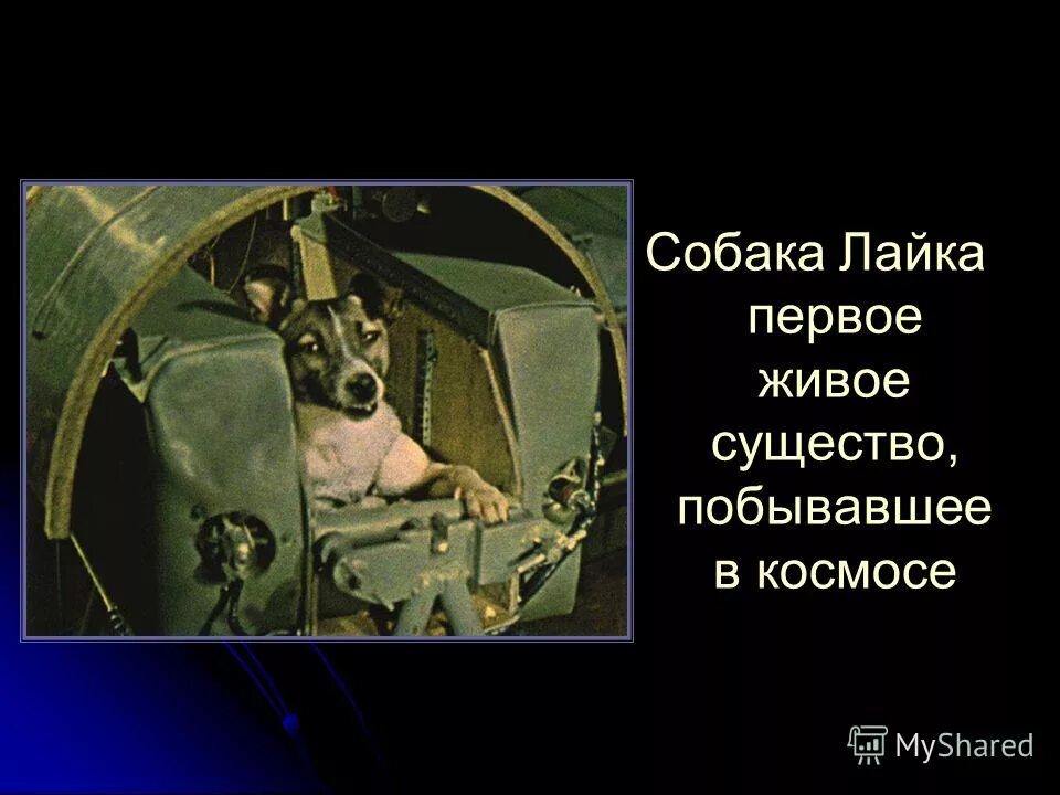 Первое живое существо в космосе. Первые живые существа в космосе. Первые живые существа в космосе лайка. Собака лайка в космосе презентация.