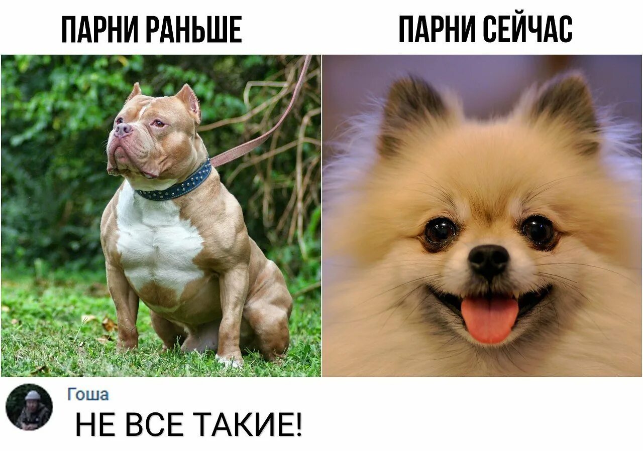 Собаки раньше и сейчас. Собаки раньше собаки сейчас. собаки раньше и сейчас мем. мем собаки раньше собаки сейчас.