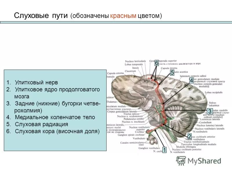 Слуховой нерв в мозге. Ядра проводящих путей слухового анализатора это. Слуховые проводящие пути нервной системы. Проводящий путь слухового анализатора анатомия. Слуховой путь слухового анализатора.