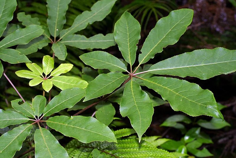 identification - What is this plant with highly variable 3-5 lobed palmate, smoo