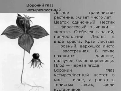 Рисунки опасных растений