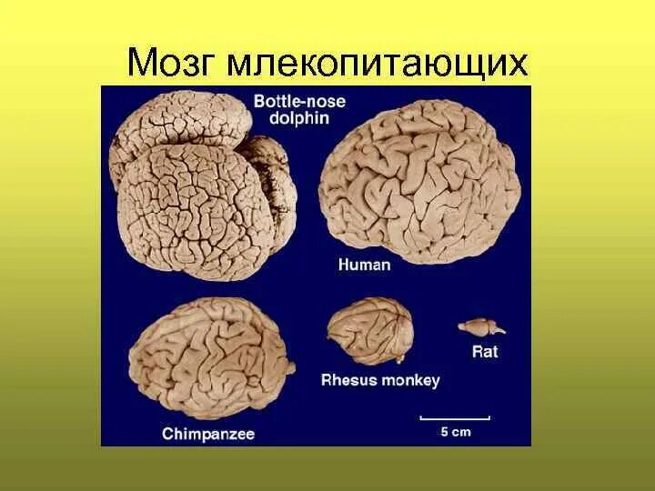 Функции отделов головного мозга млекопитающих. Строение мозга млекопитающих. Сторение могза млекопитающих. Большие полушария переднего мозга у млекопитающих. Отделы входящие в состав головного мозга млекопитающих