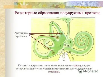 Слуховые гребешки