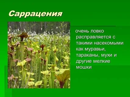 Проекты по биологии растения