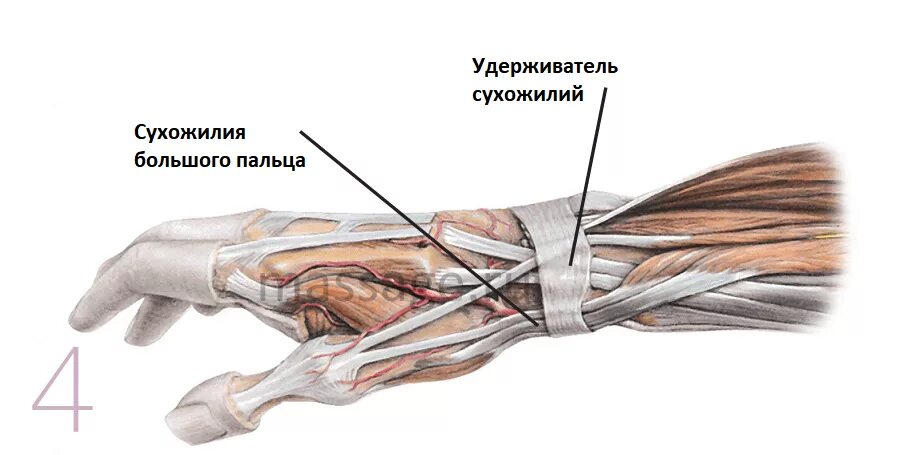 Теносиновит сухожилия кисти. Тендинит разгибателей пальцев кисти. Тендовагинит сухожилия разгибателя 1 пальца стопы. Тендинит сухожилий разгибателей стопы. Повреждение сухожилия разгибателя пальца.