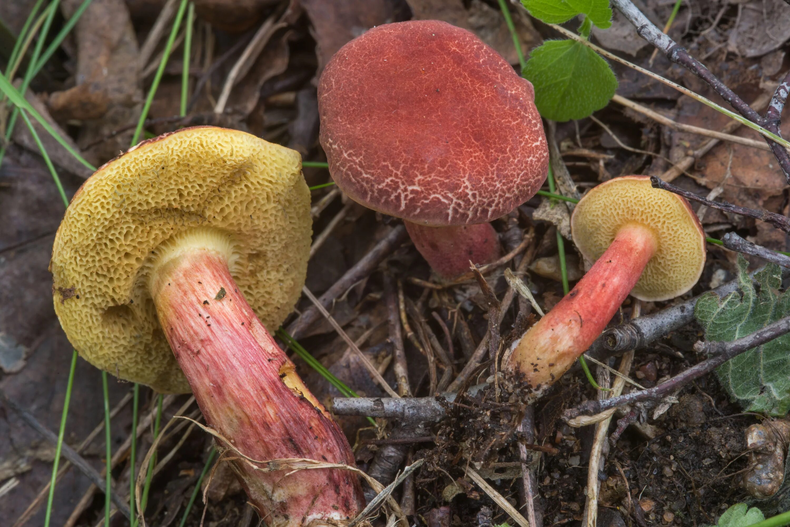 Гриб моховик красный. Моховик красный Xerocomus rubellus. Моховик красный Hortiboletus rubellus. Гриб моховик красный съедобный.