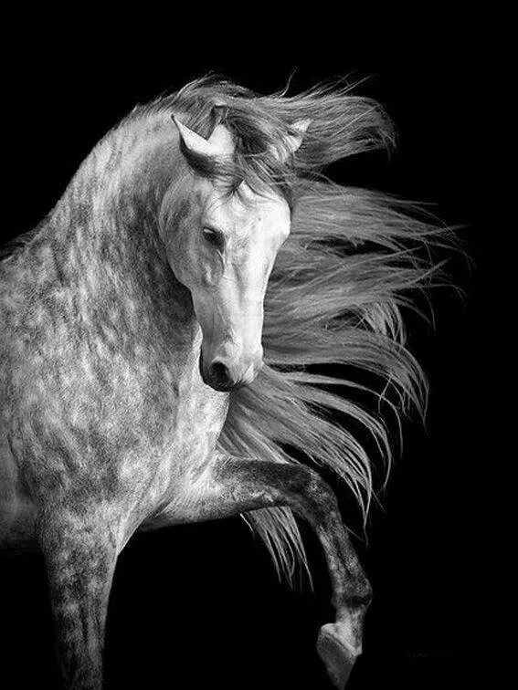 Черный на белом коне. Лошадь черно белая. Лошадь на черном фоне. Конь на черном фоне. Лошадь на темном фоне.