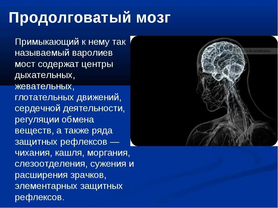 Варолиев мост центры дыхания. Дыхательные нервные центры варолиевого моста. Продолговатый мозг центр дыхания. Варолиев мост в регуляции дыхания.