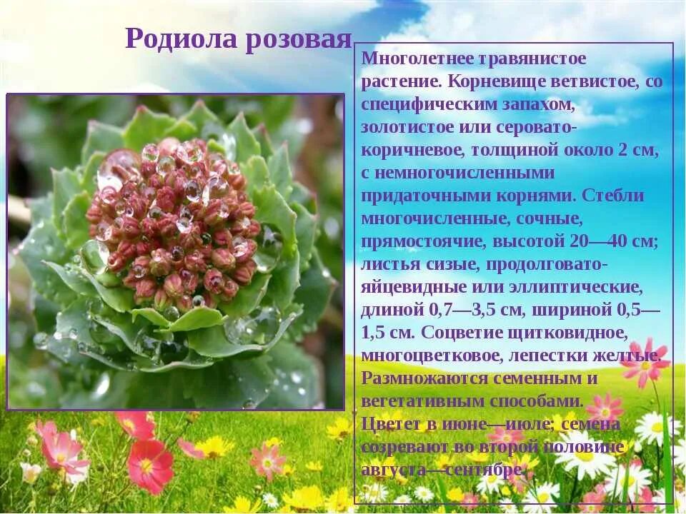 Родиола розовая полезные. Родиола розовая в Мурманской области описание. Родиола розовая лекарственное растение. Родиола розовая Толстянковые. Родиола розовая красная книга.