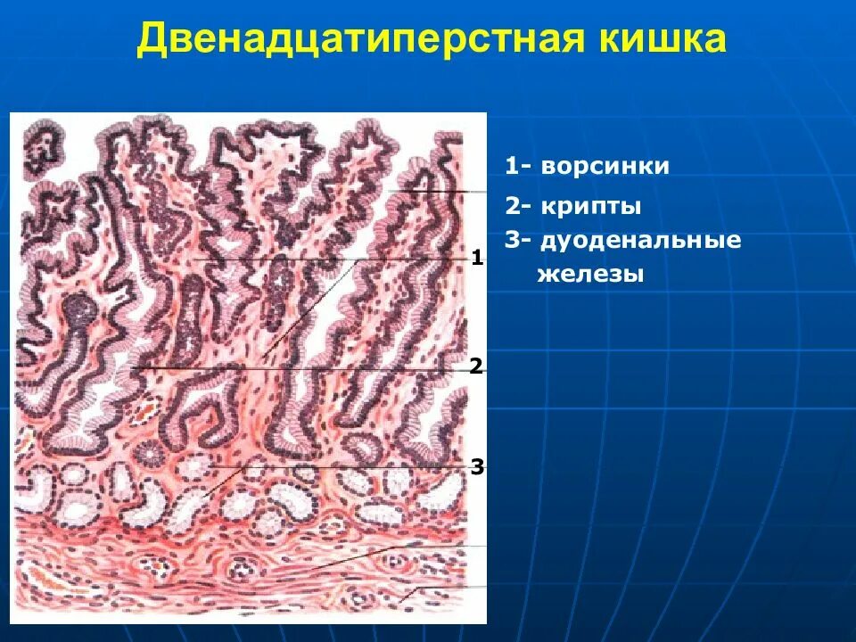 Строение 12 перстной кишки и поджелудочной железы. Тощая кишка окраска гематоксилин эозин. Дуоденальная железа. Железы 12 перстной кишки. Ворсинки 12 перстной кишки гистология.