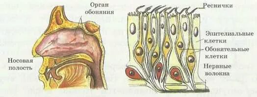 Обонятельные рецепторные клетки. Схема обонятельного эпителия носовой полости. Орган обоняния анатомия строение. Схема строения обонятельных рецепторов. Обонятельные рецепторы анатомия человека.