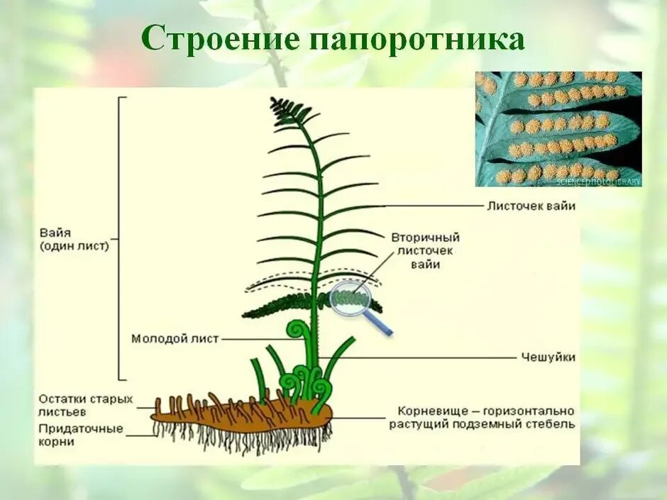 Изучение внешнего строения папоротников