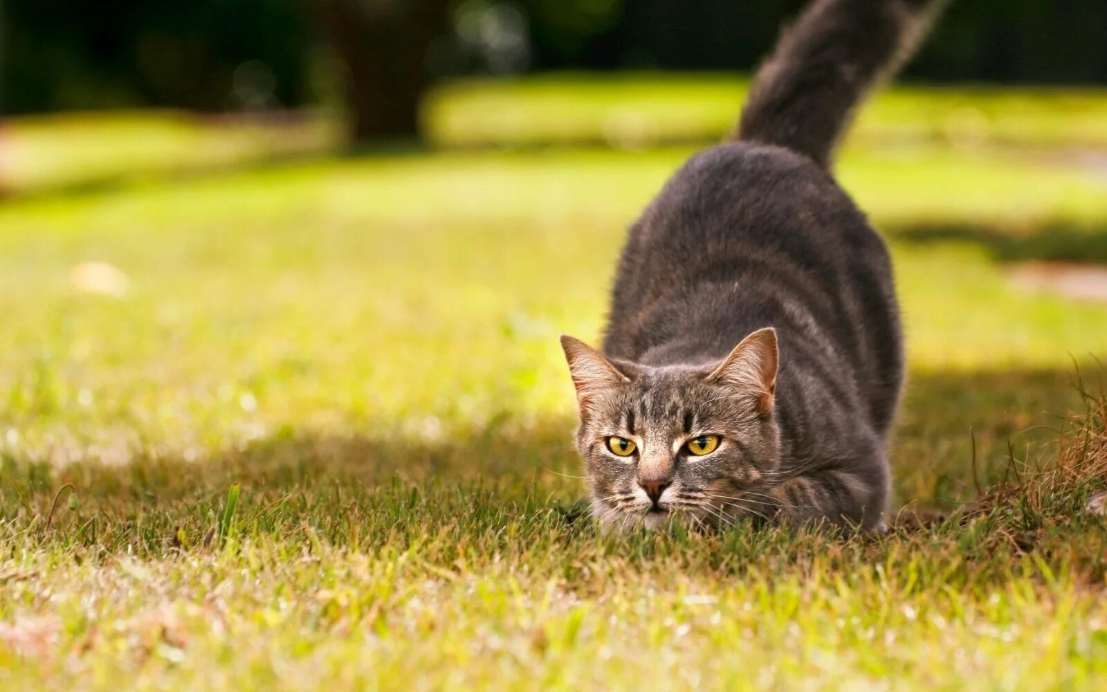 Кош ка. Коты. кошки фото. обои с котиками. кошка готовится к прыжку.