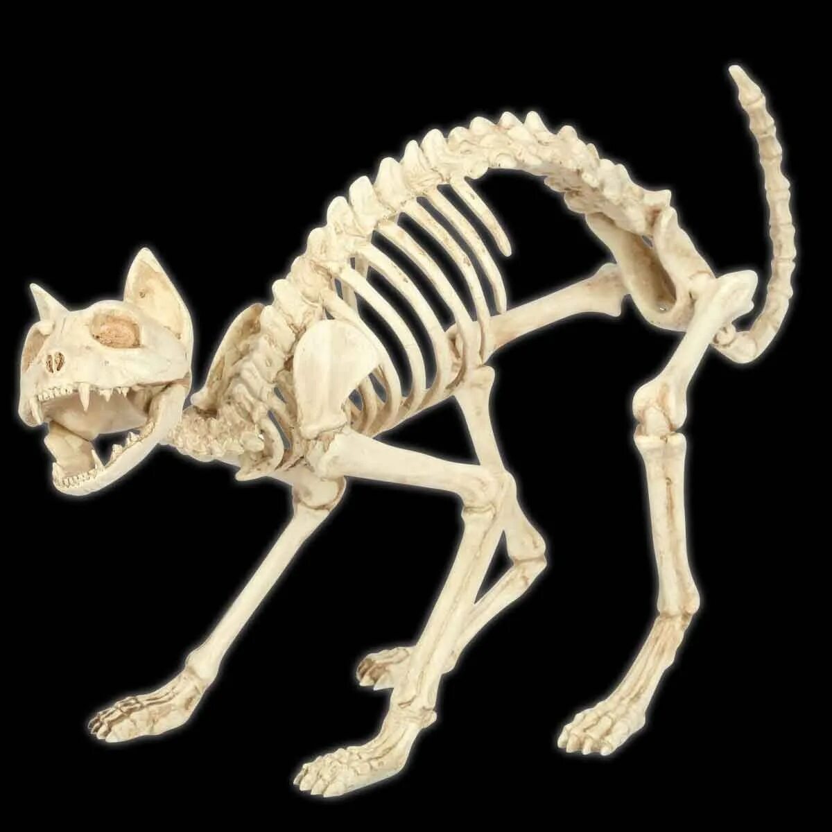 Скелет кошки. Скелет кошки анатомия. Кости кота анатомия. Хвост кошки кость. Скелет кошки сбоку.