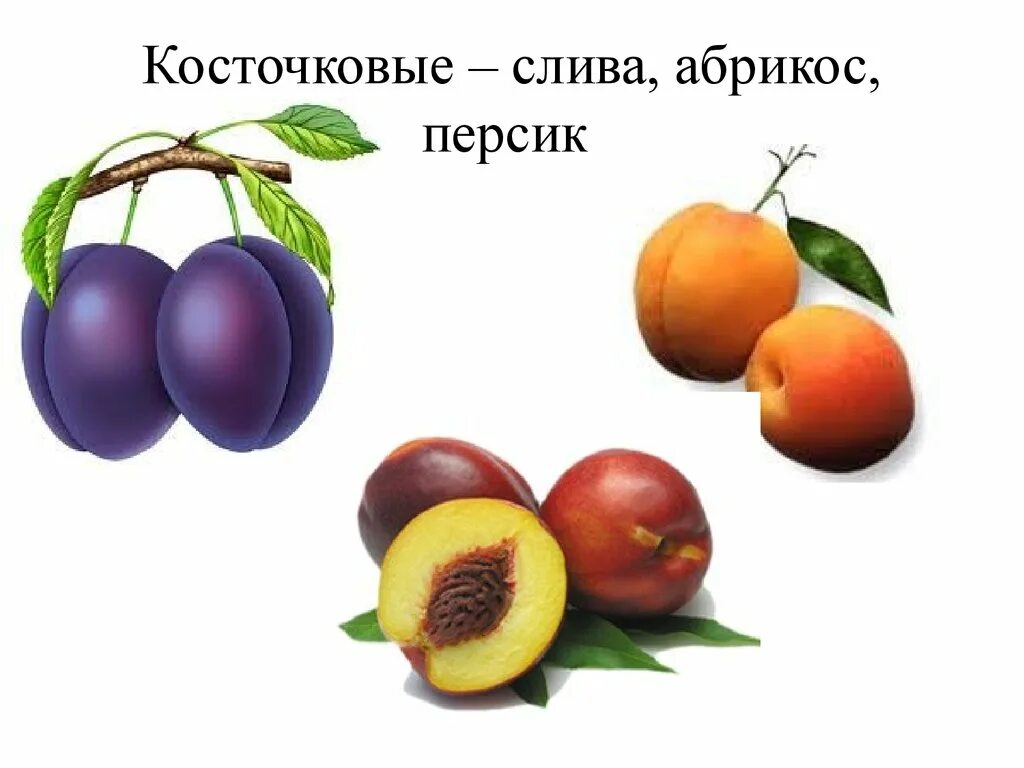 Слива абрикос название. Косточковые плоды. слива. косточковые плоды слива. косточковые плодовые культуры.