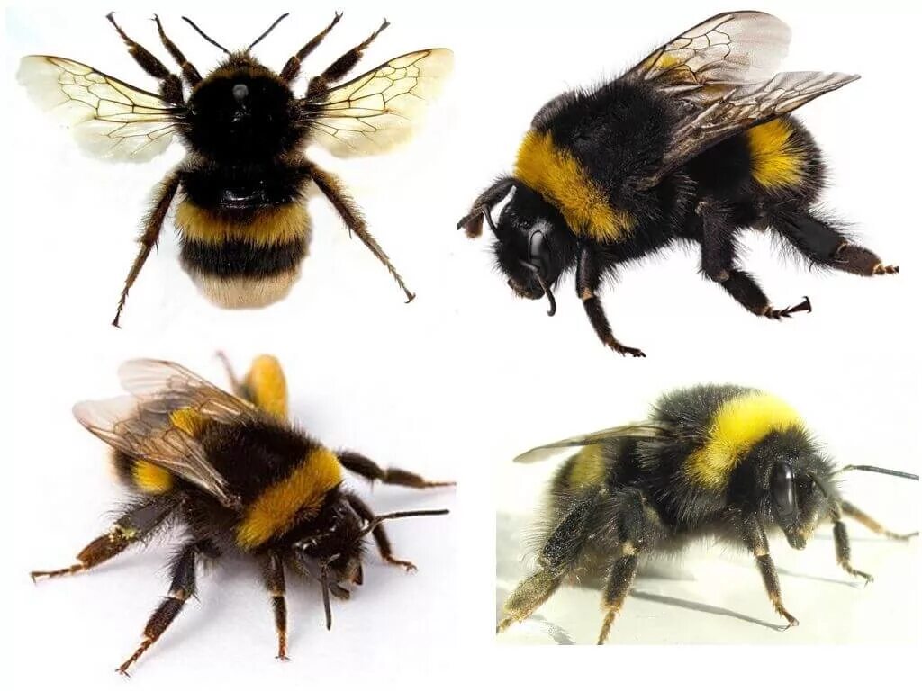 Пчела предупреждающая окраска. Bombus dahlbomii. Шмель пчела Оса Шершень. Шафранный Шмель. Шмель Моховой семейство настоящие пчелы.