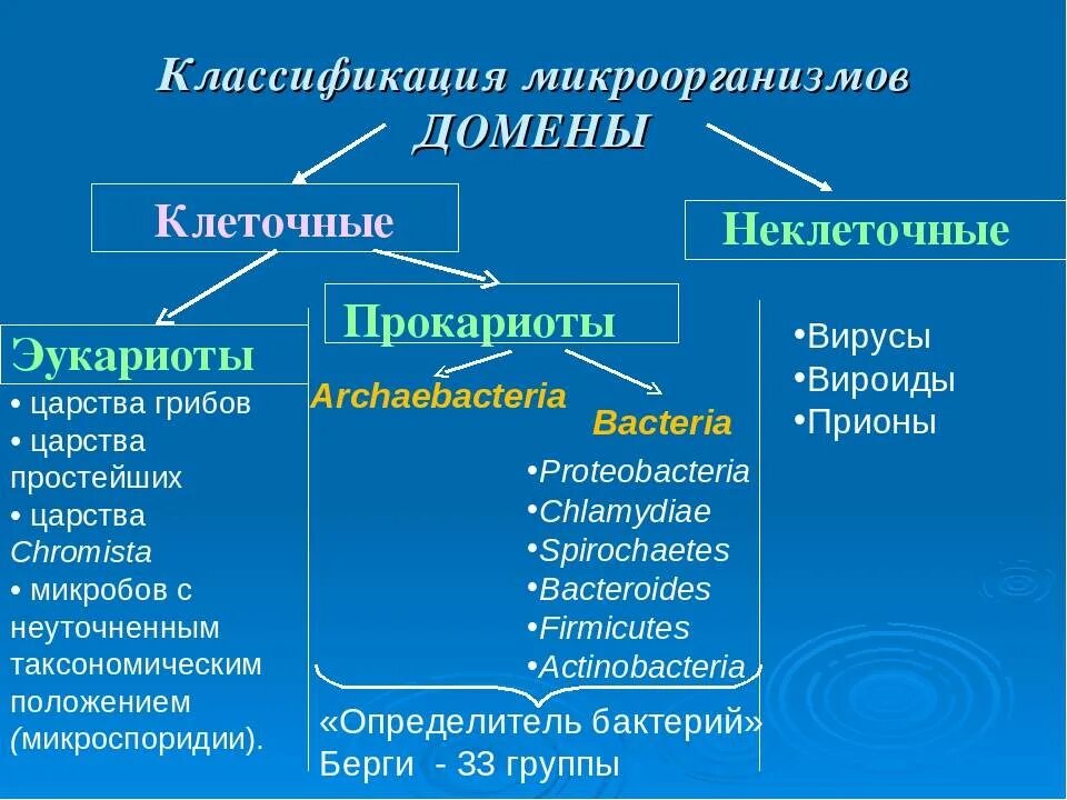 Прокариоты вирусы грибы. Микробы классификация прокариоты. Классификация бактерий микробиология. Классификация микроорганизмов микробиология. Царства микроорганизмов микробиология классификация.