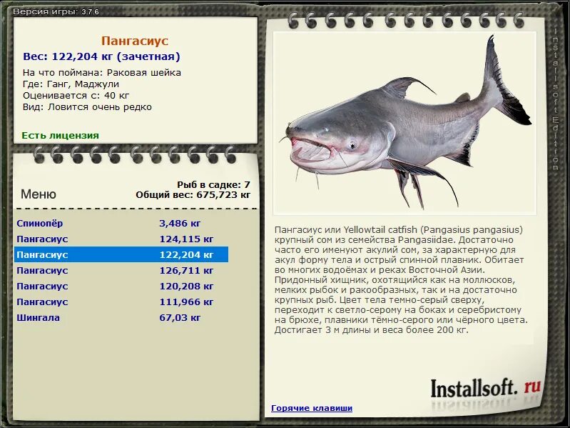 Белорыбица пангасиус. Белая рыба пангасиус. Рыба пангасиус польза отзывы. Форма тела сома. Рыба пангасиус польза отзывы.