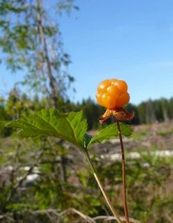 Куст морошки