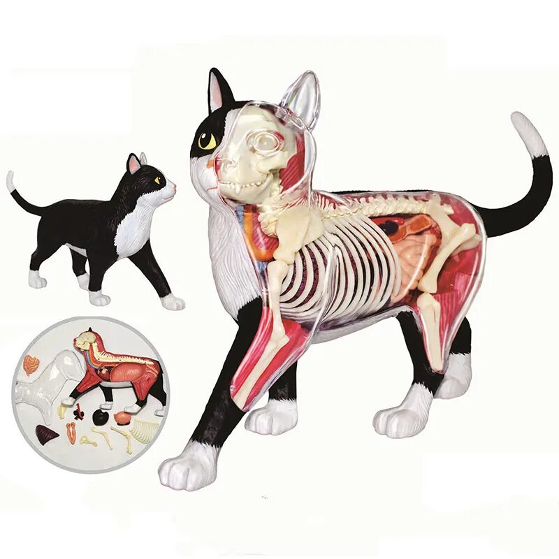 Cat organ. 4d Master / пазл "анатомическая модель. Анатомическая модель кошки. Игрушка анатомическая модель животных. Анатомическая игрушка кошка.