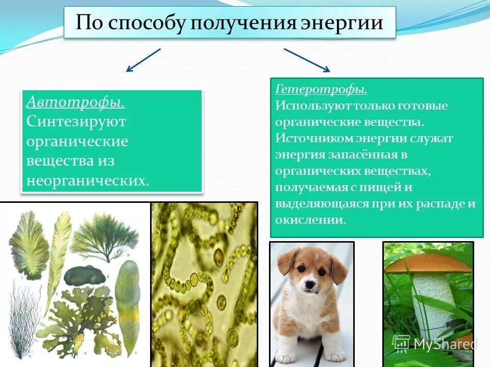 Какую энергию используют автотрофы и гетеротрофы. Хемотрофы тип питания. Питание растений автотрофы гетеротрофы. Типы питания автотрофы и гетеротрофы. Автотрофный и гетеротрофный тип питания.