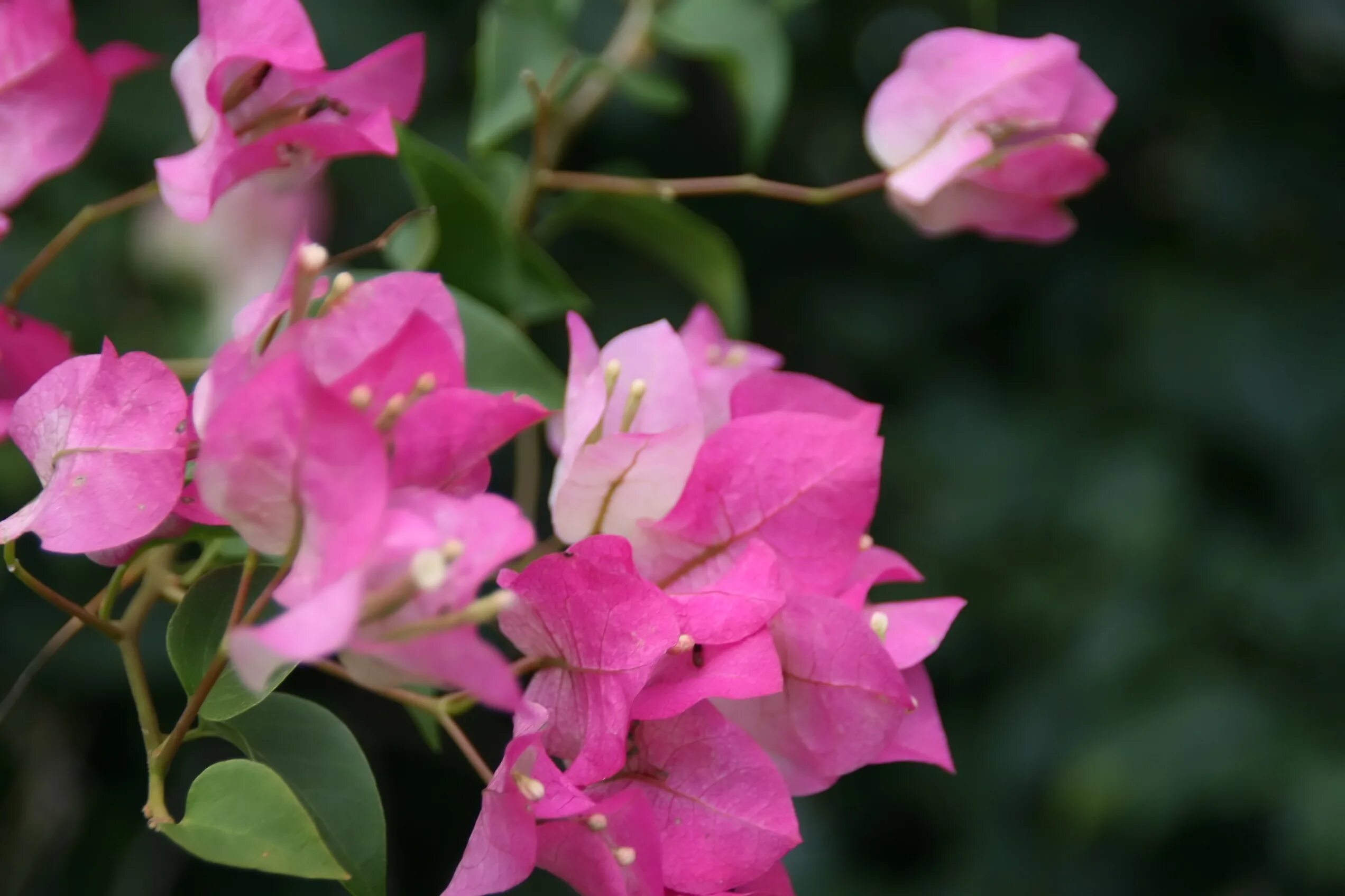 Бугенвиллия горшечная. Описание цветов бугенвиллии. Бугенвиллия фуксиевая. Бугенвиллия фуксиевая. Бугенвиллия долфин.