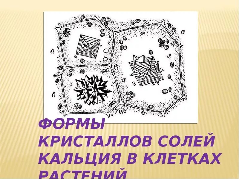 Друзы в клетках черешка листа бегонии. Кристаллы щавелевокислого кальция в клетках в клетках листа бегонии. Друзы в клетках. Друзы в клетках растений. Клетка листа бегонии