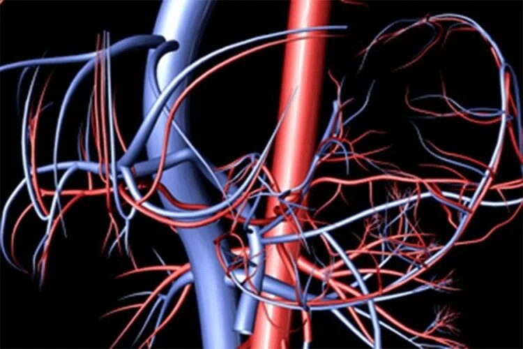 Пронизан кровеносными капиллярами. Вена кровеносный сосуд. Артерии сосуды капилляры. Здоровые кровеносные сосуды.