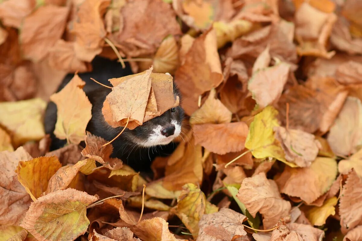 осень осень давай у листьев спросим. осень давай у листьев спросим слушать. ну давай у листьев спросим. осень давай у листьев спросим слушать. осень осень ну давай у листьев спросим.