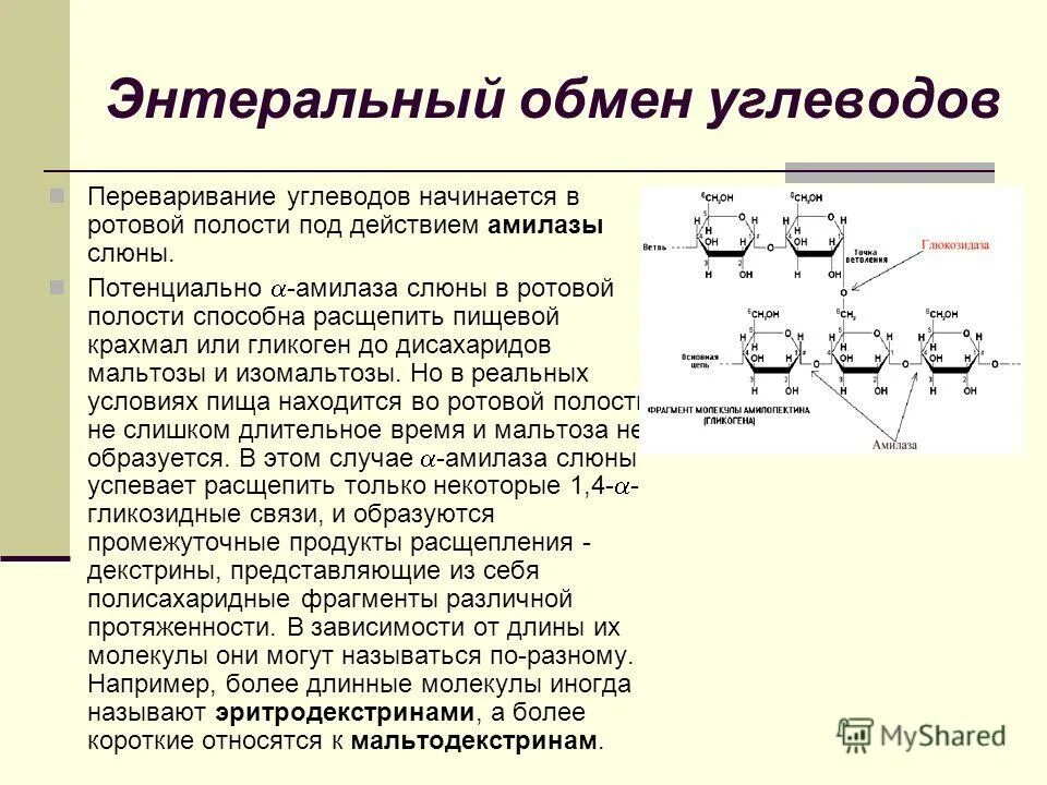 Ротовая полость амилаза