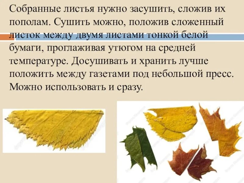 Как правильно собрать лист. Порядок засушивания листьев. высушенный листок. как сушить листья. как правильно засушивать листочки.