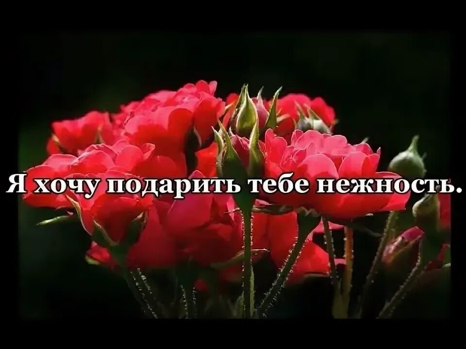 Дарю тебе нежность любимый. Ты моя нежность. Картинки о нежности и ласке с надписью. Открытки с любовью и нежностью. Дарю тебе нежность любимый.