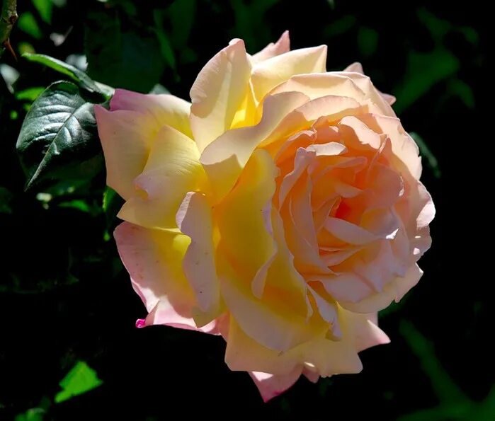 цветы освещенные солнцем.