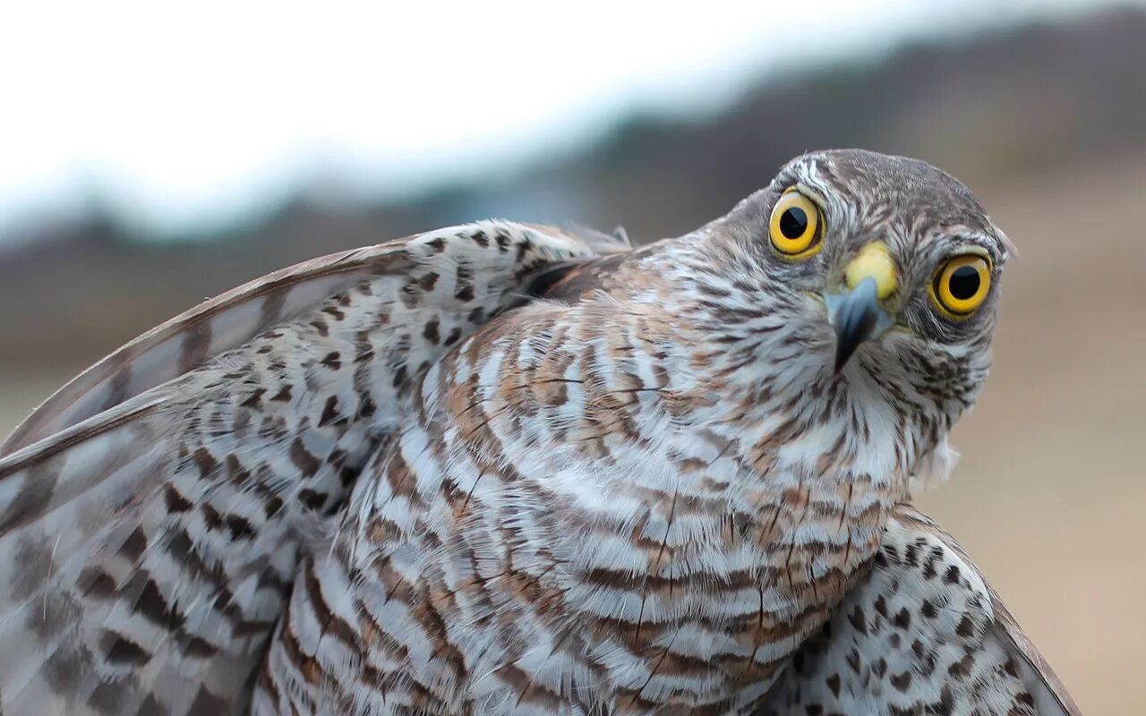 хоук ястреб. птица ястреб тетеревятник. птица ястреб перепелятник. ястреб крючконос птица фото. ястреб.