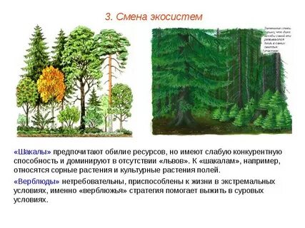 Почему дубраву считают биогеоценозом между всеми