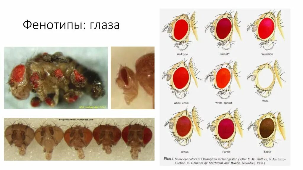 Таблица сравнения нормальных и мутантных форм дрозофил. Муха дрозофила фенотипы. Мутации плодовых мушек. Мутации глаз дрозофилы.