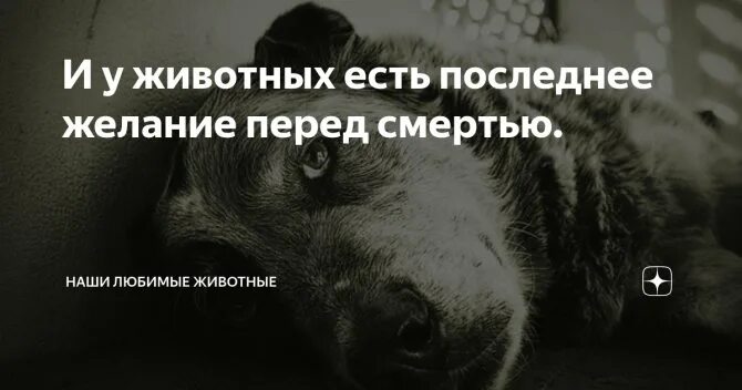 Приснился умерший питомец