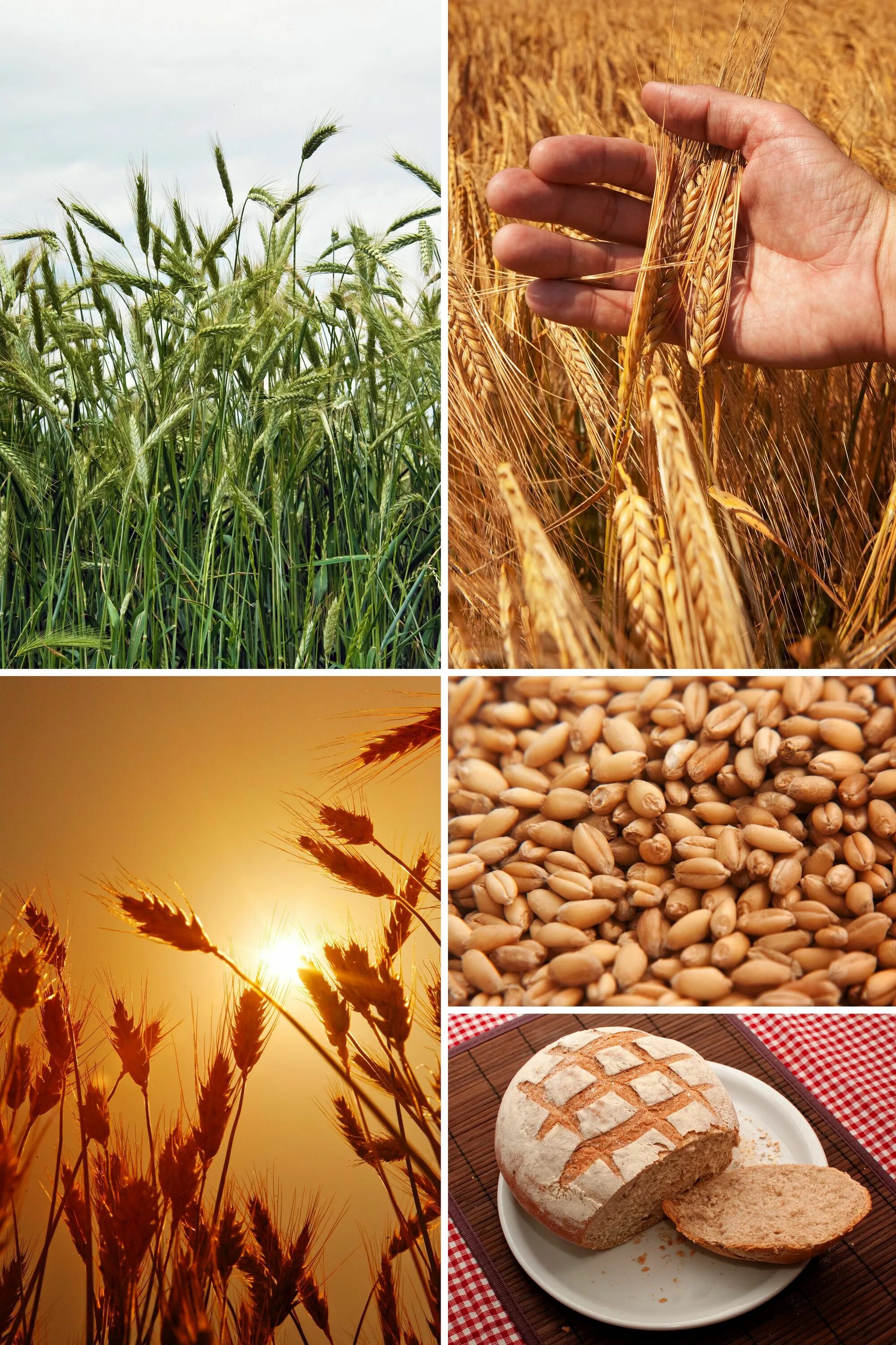 Из каких зерновых культур делают хлеб. Пшеница. Зерновые культуры. Зерновые культуры поле. Пшеница зерно.